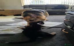 German Shepherd dogs for sale: German shepherd pups - Image 15