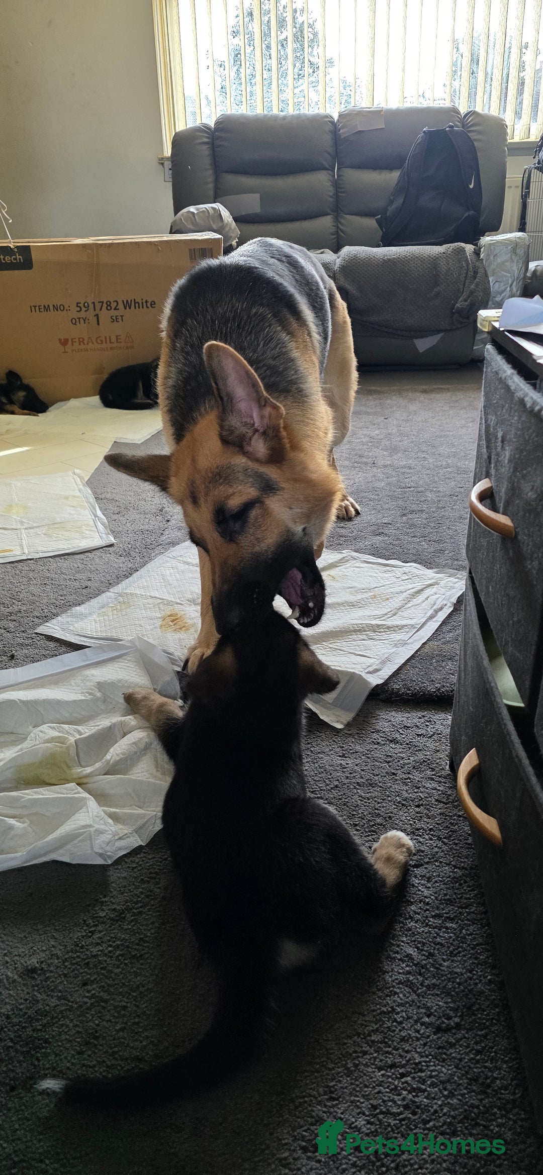 German Shepherd dogs for sale: German shepherd pups - Image 15