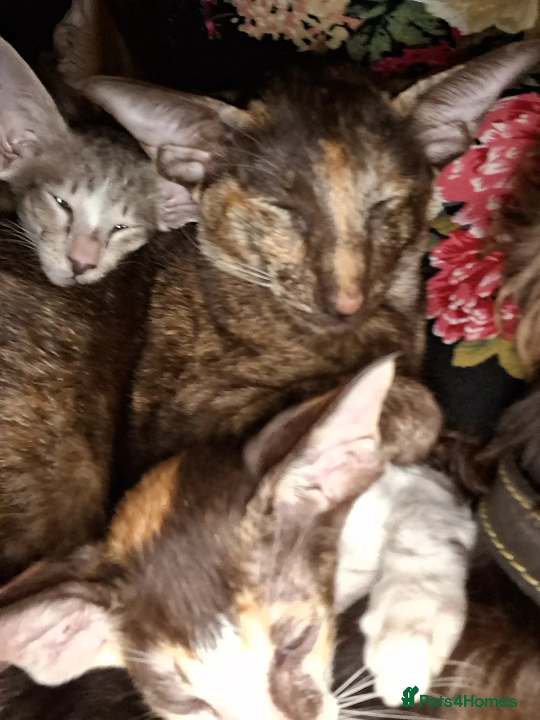 Oriental cats for sale: Gorgeous oriental kittens - Advert 11