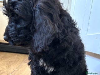 Cockapoo dogs - Advert 34