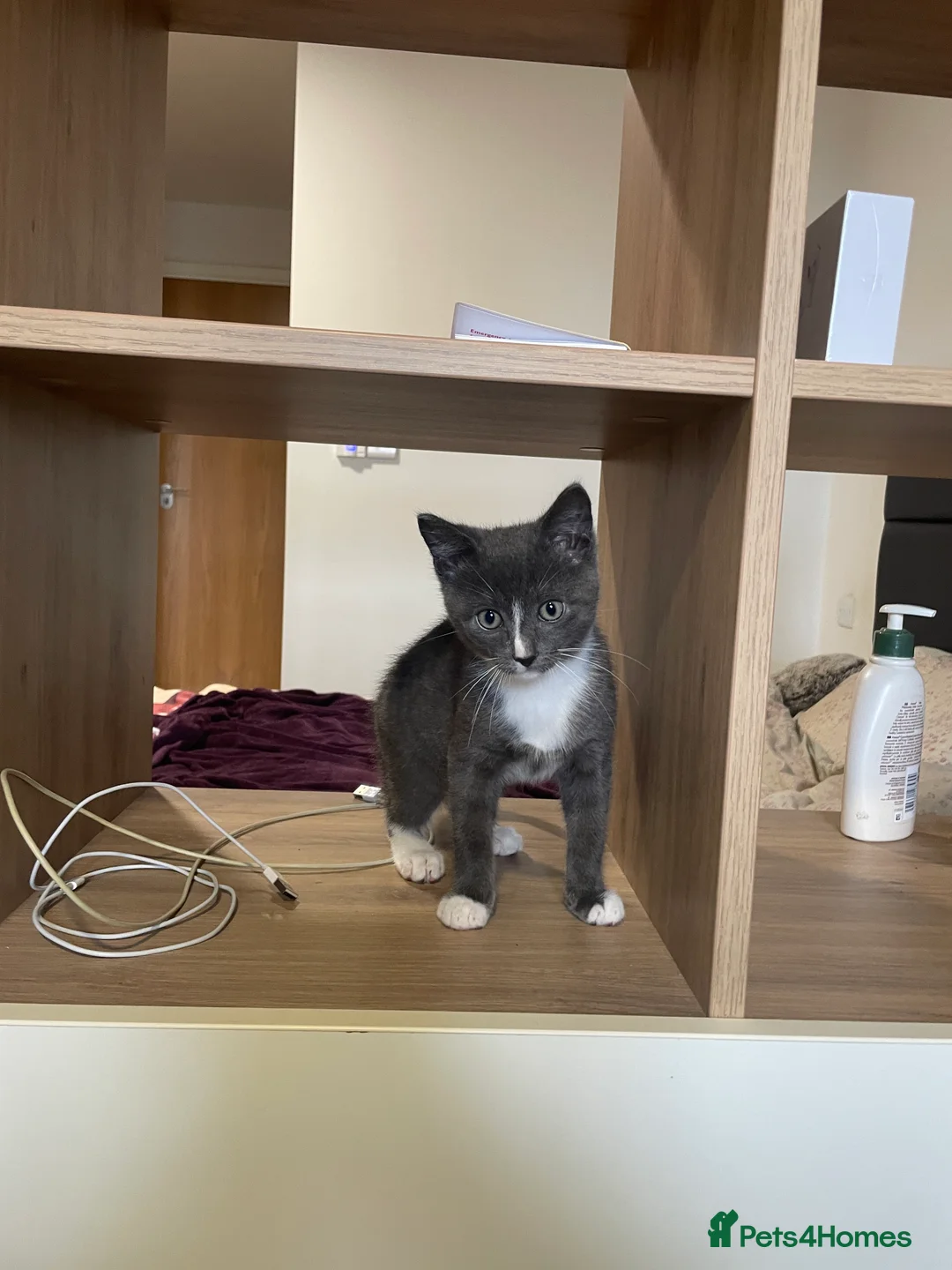 Mixed Breed cats for sale: Lovely Male Kitten - Advert 2