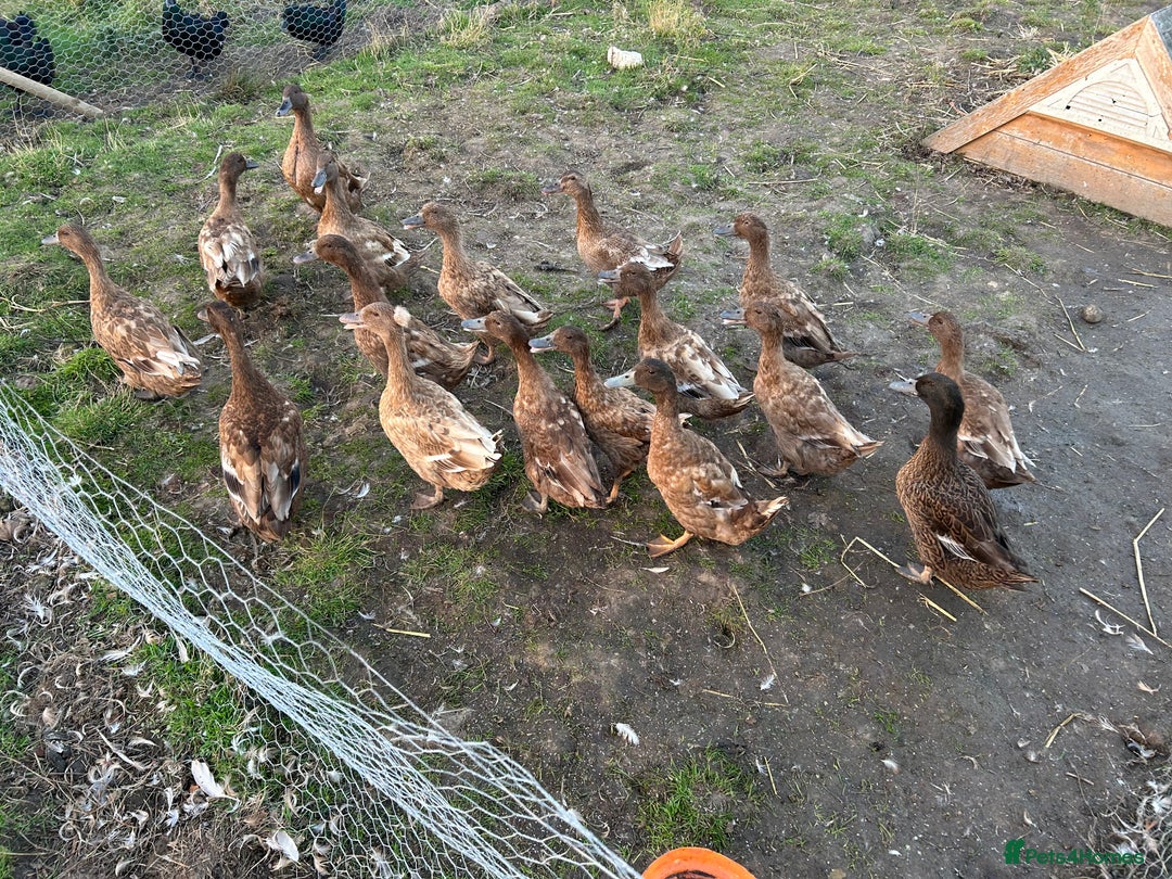 Mixed Breed poultry for sale: Selection of Poultry Available (See description) - Image 7