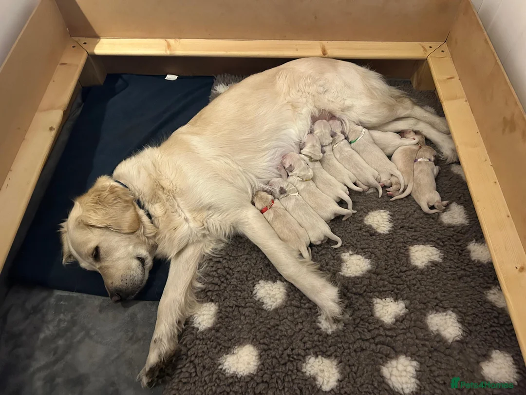 Golden Retriever dogs for sale: Beautiful litter of Golden Retriever puppies  in Salisbury - Advert 1