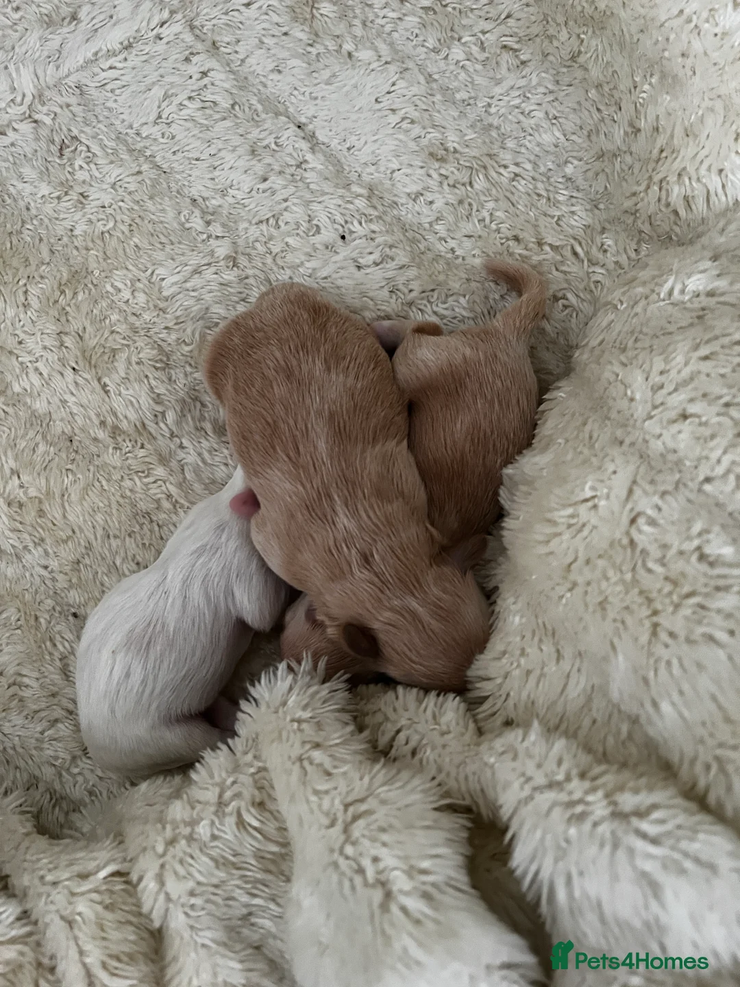 Mixed Breed dogs for sale: Coton de Tulear x Mini Australian Labradoodle - Advert 4