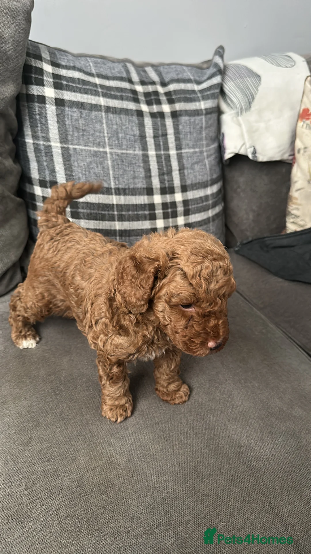 Toy Poodle dogs for sale: Kc registered toy poodle dark apricot/go lighter  - Advert 1