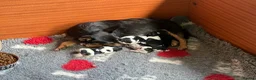Jack Russell dogs for sale: Beautiful litter of Jack Russel puppies  in Milnthorpe - Advert 4