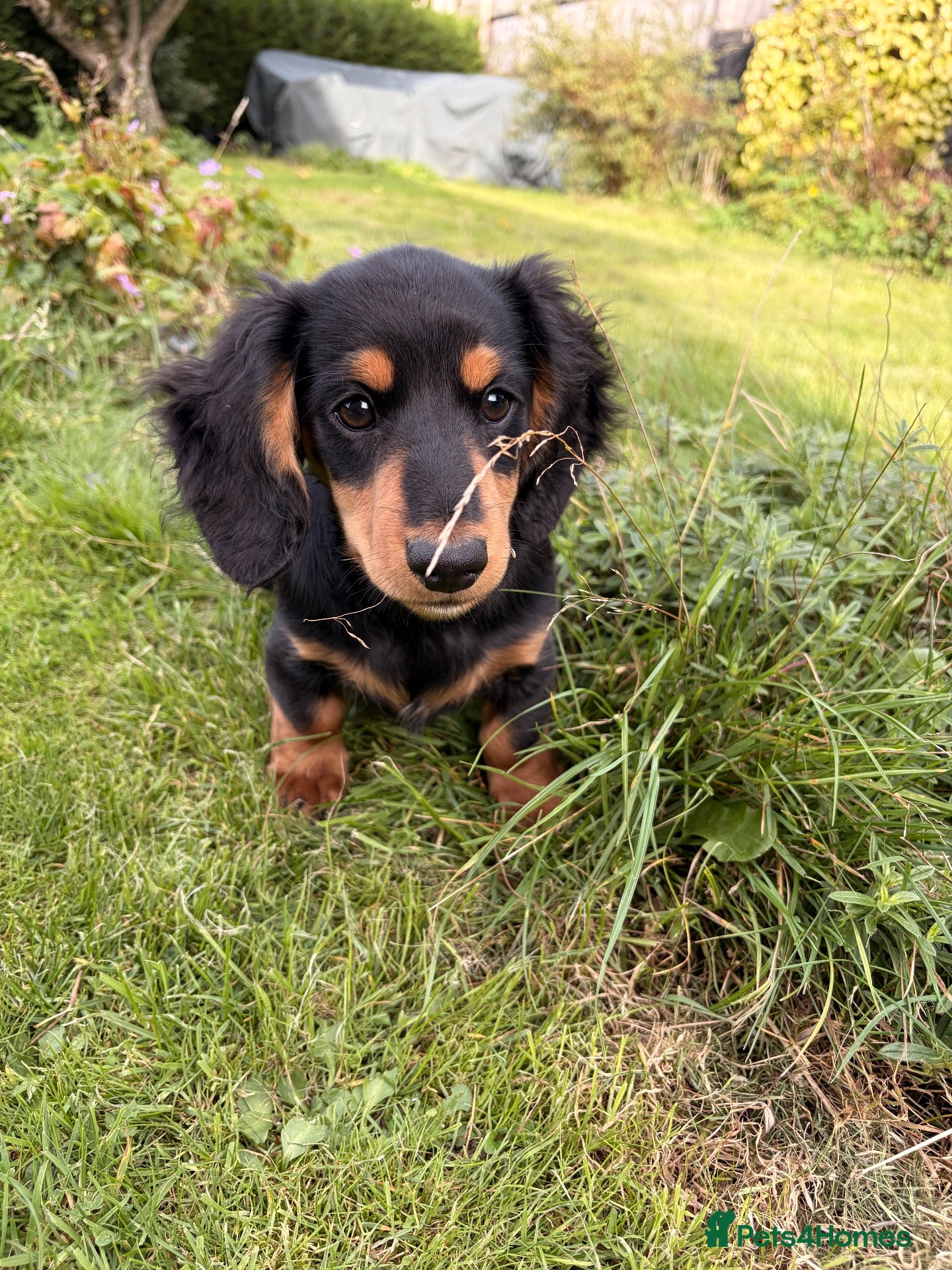Miniature Dachshund dogs Miniature long haired dachshunds  - Advert 2