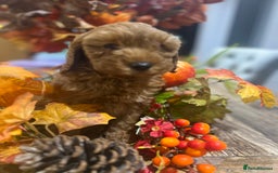 Cavapoo dogs for sale: READY TODAY - Image 7