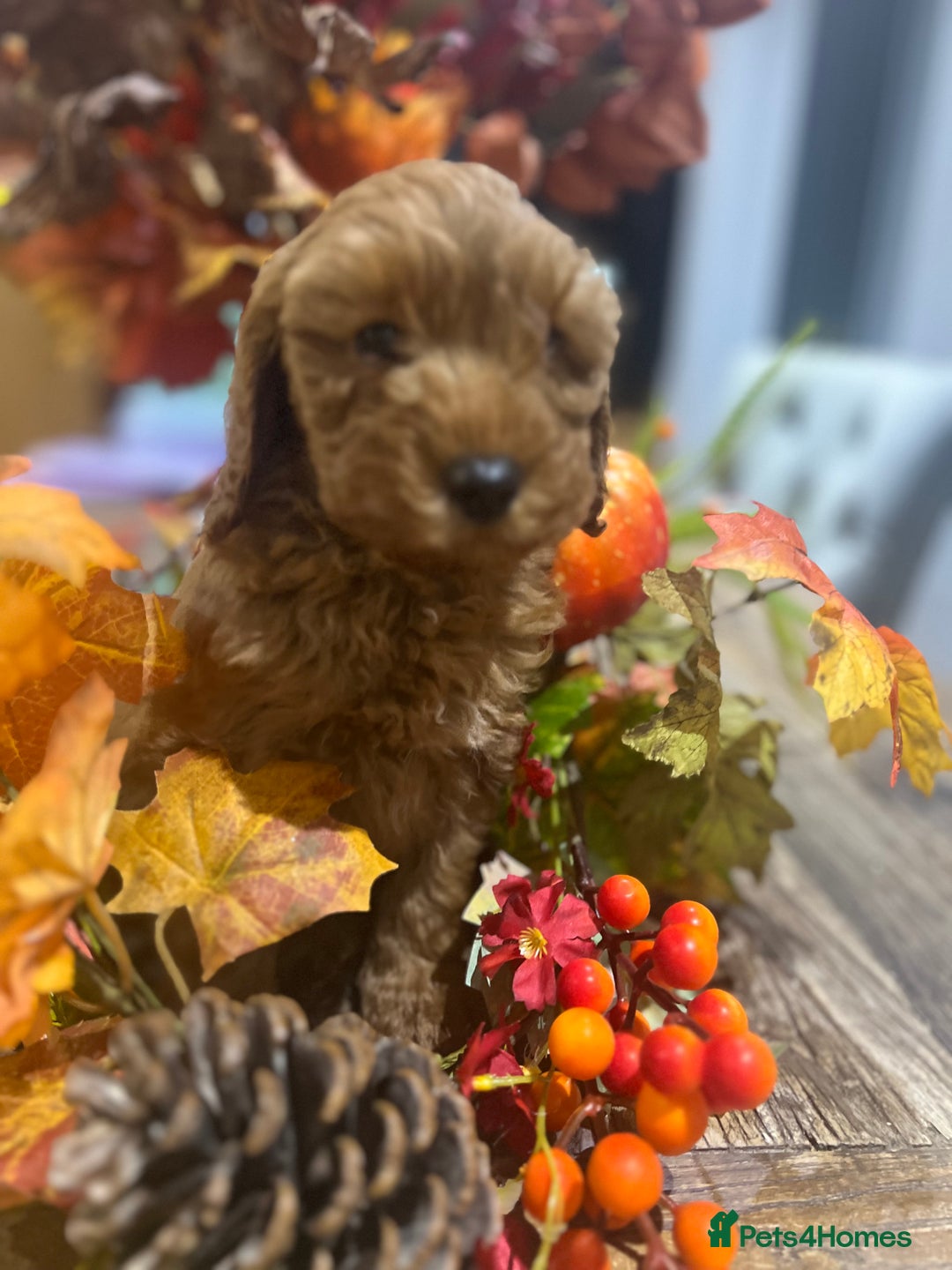 Cavapoo dogs for sale: READY TODAY - Image 7