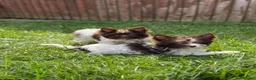 Yorkshire Terrier dogs for sale: Tiny Puppy Boys🐾 Pedigree 🐾 - Advert 2
