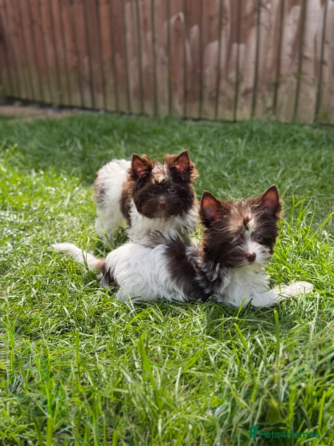 Yorkshire Terrier dogs for sale: Tiny Puppy Boys🐾 Pedigree 🐾 - Advert 2