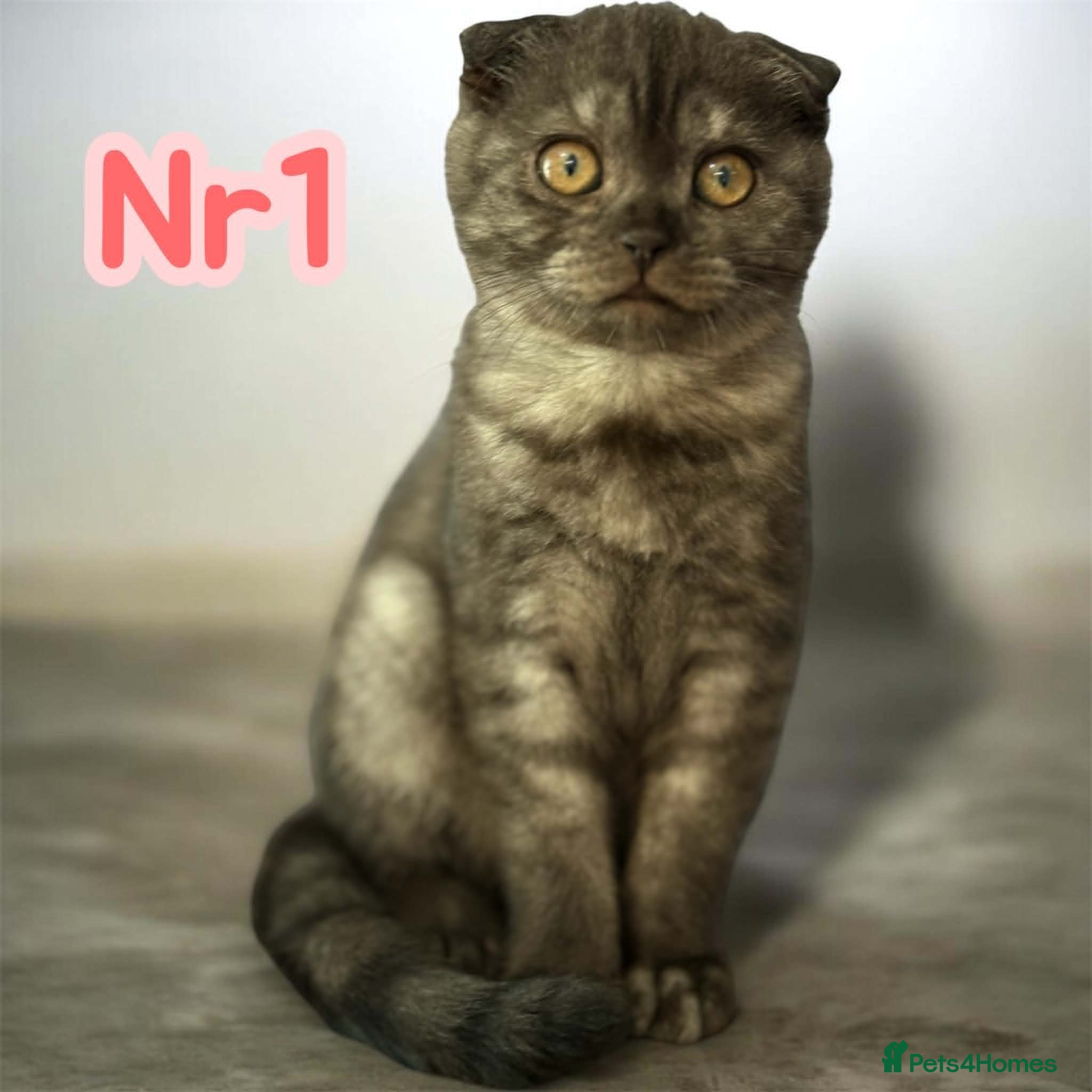 Scottish Fold cats One Full Pedigree Fold Girl STILL AVAILABLE     - Advert 5
