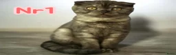Scottish Fold cats for sale:  3 Full Pedigree Fold Girls        - Advert 2