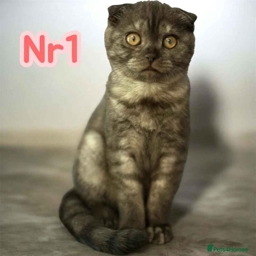 Scottish Fold cats for sale:  3 Full Pedigree Fold Girls        - Advert 2