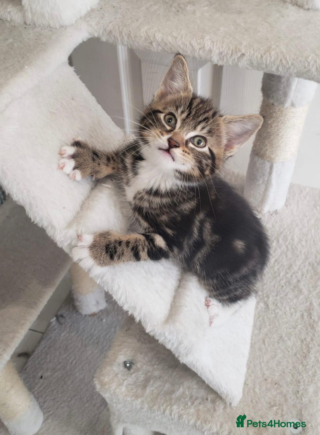 Mixed Breed cats for sale: Lovely Kittens 🤎 Grey 200, Tabby 130 - Image 7