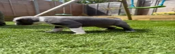 Staffordshire Bull Terrier dogs for sale: Staffordshire bull terriers for sale  - Advert 13