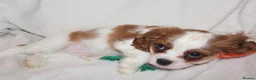 Cavalier King Charles Spaniel dogs for sale: Gorgeous Cavalier King Charles Spaniel - Advert 16