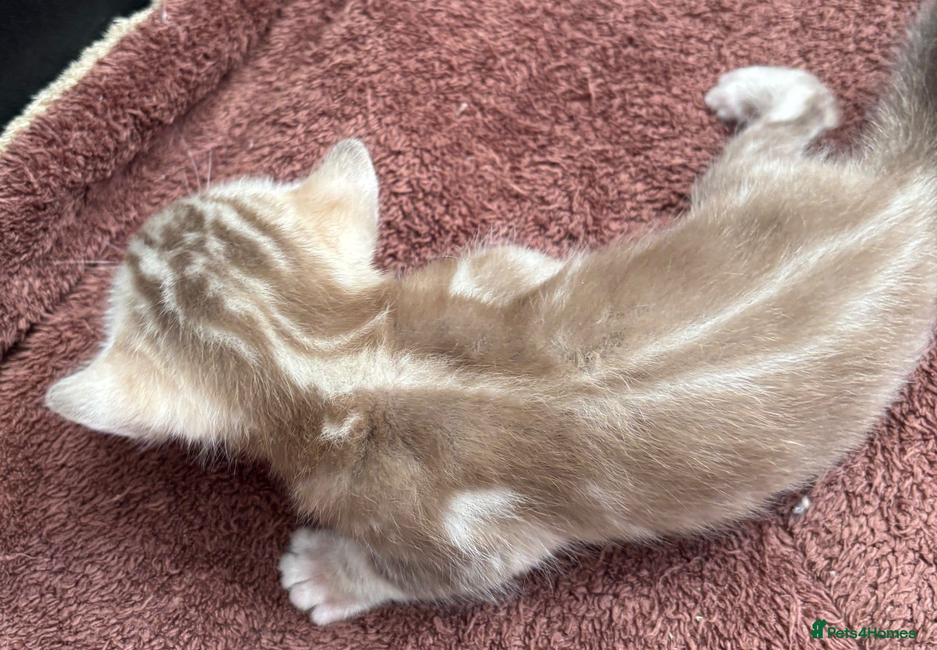 Bengal cats for sale: Mink Marbled male Bengal  - Advert 1