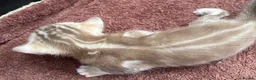 Bengal cats for sale: Mink Marbled male Bengal  - Advert 1