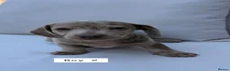 Miniature Dachshund dogs for sale: Beautiful Miniature Dachshund Puppies - Advert 11
