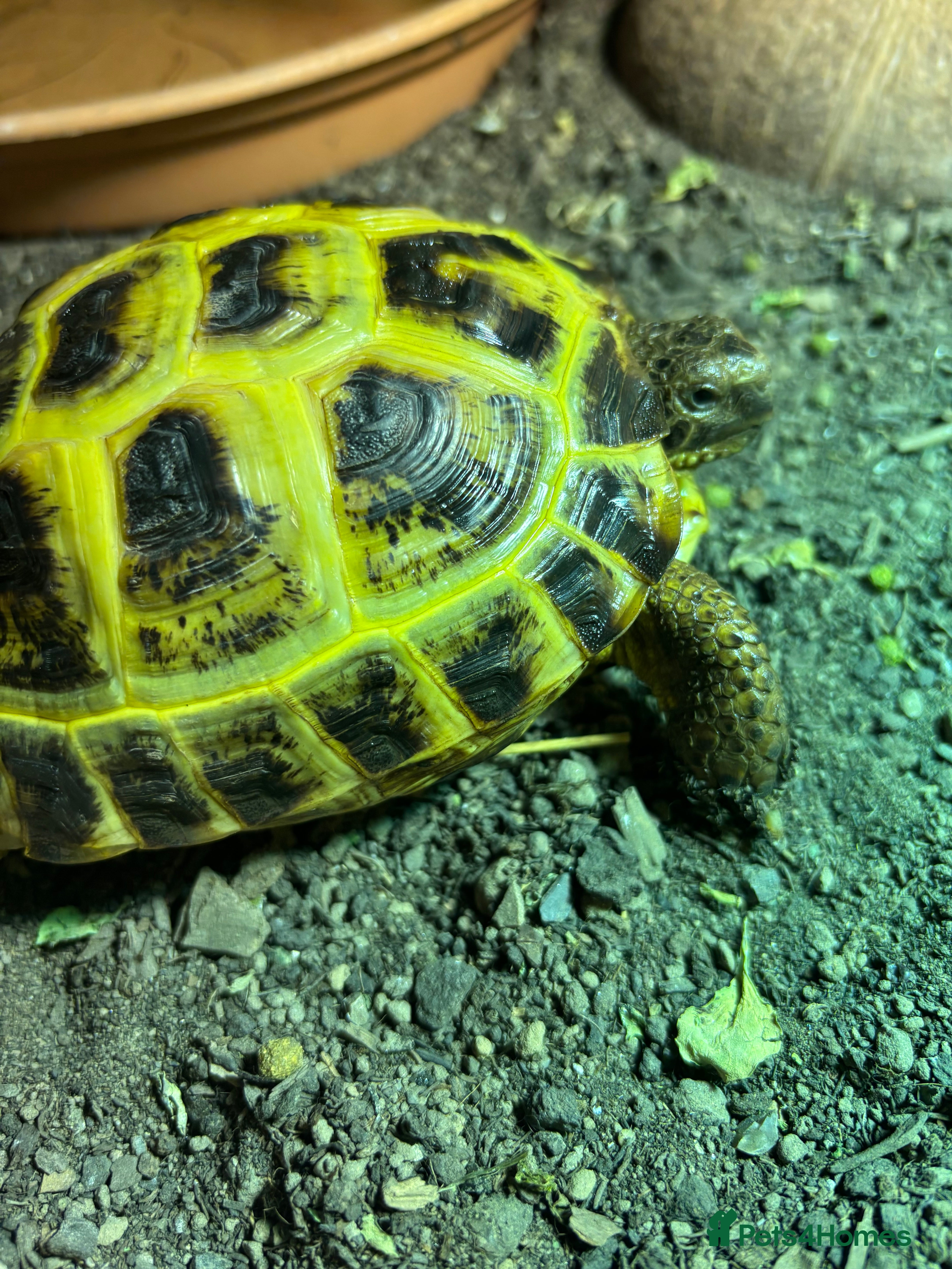Tortoise reptiles 4 YO Horsefield Tortoise for sale  - Advert 1