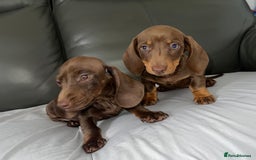 Dachshund dogs for sale: Mini dachshund puppies - Image 6