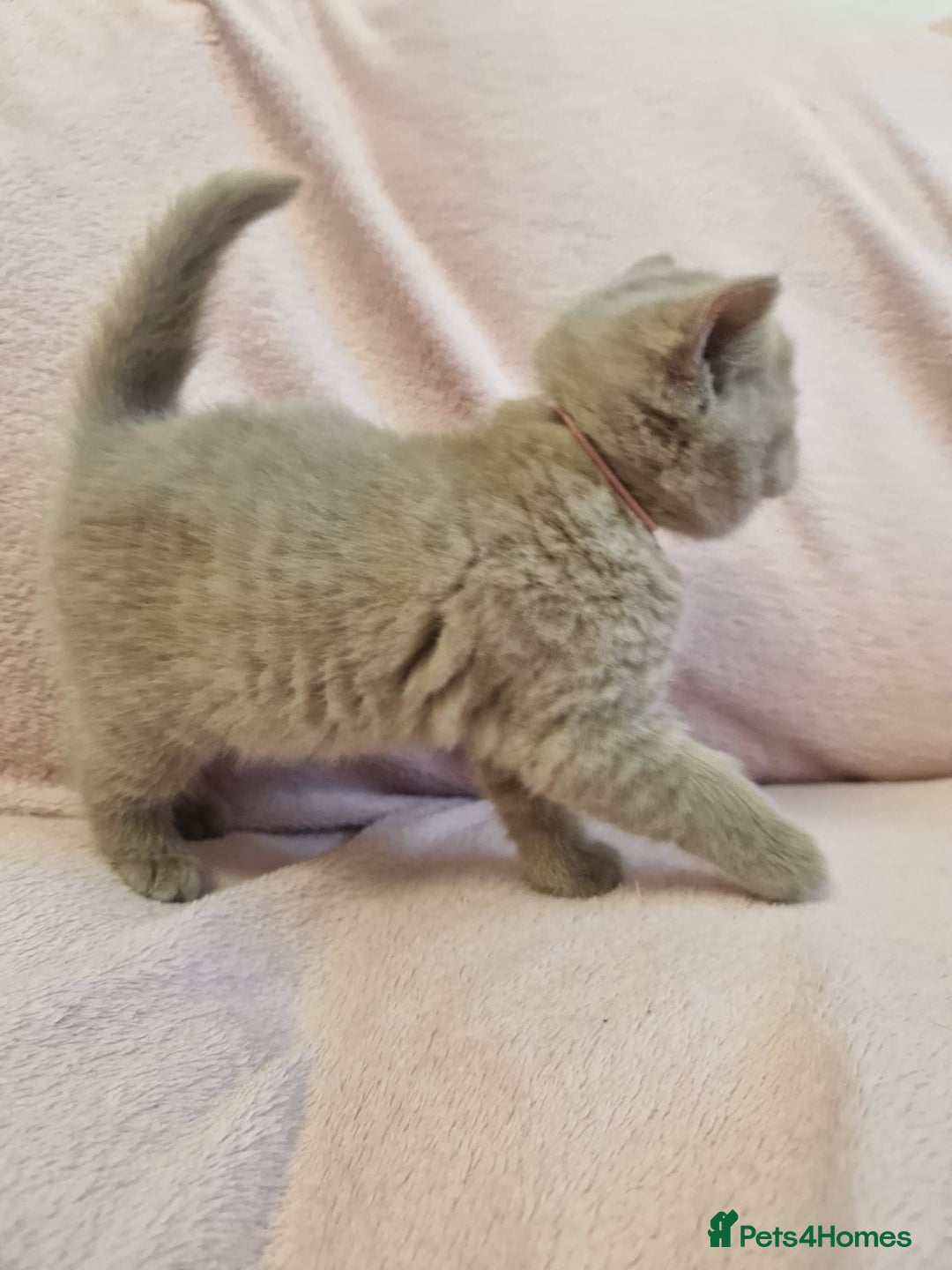 British Shorthair cats for sale: All Reserved Now. - Advert 22