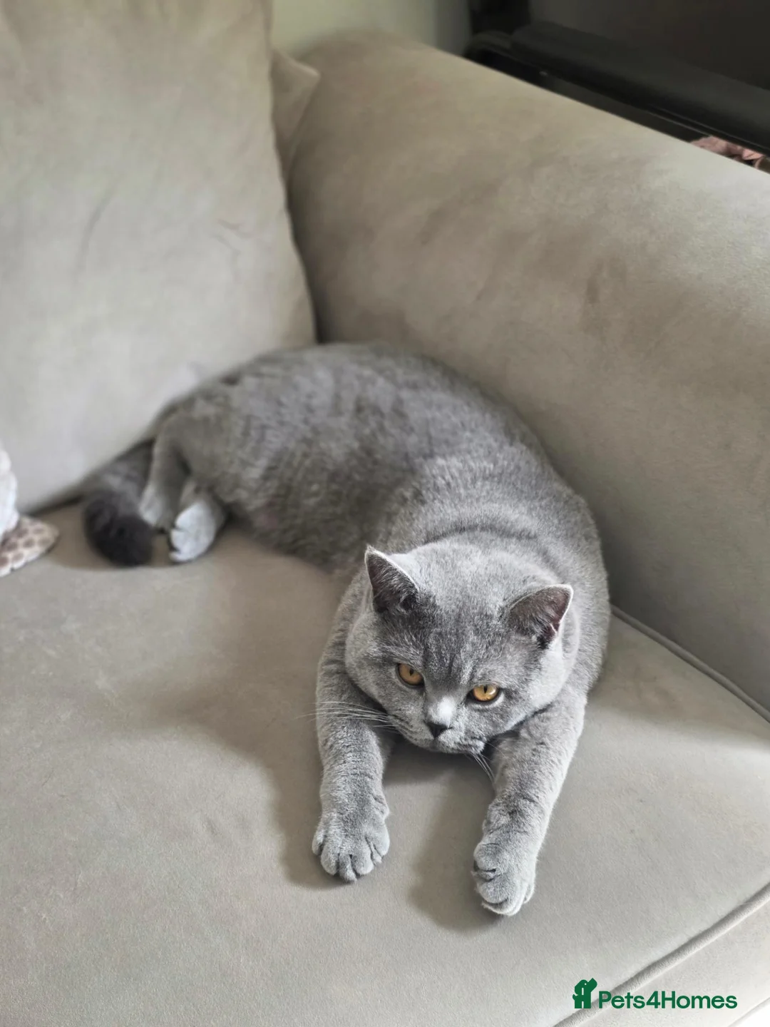 Scottish Fold cats for sale: Stunning Scottish Straight/British Shorthair MALE - Advert 2