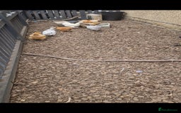 Chickens poultry for sale: 8 Silkies POL and Laying hens  - Image 1