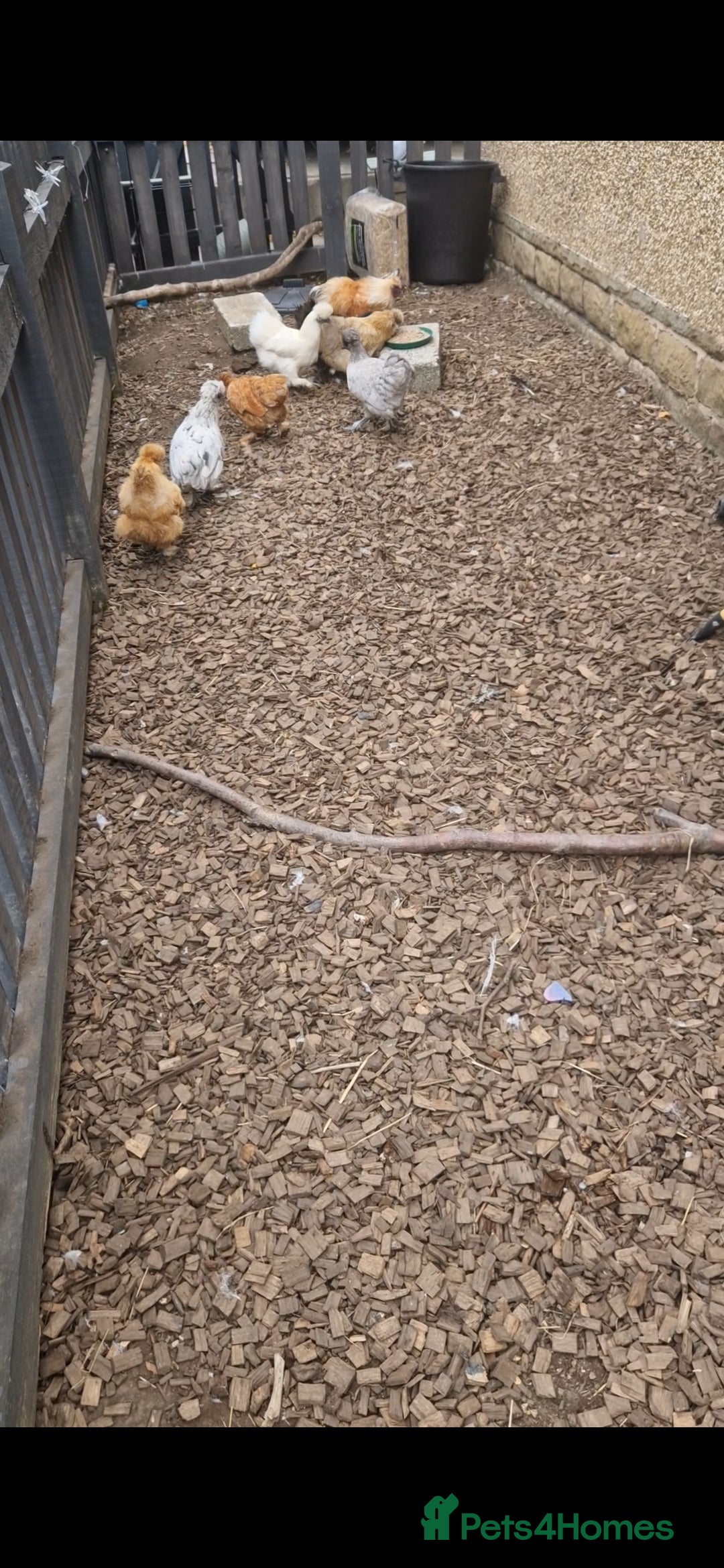Chickens poultry for sale: 8 Silkies POL and Laying hens  - Image 1