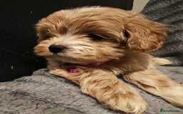 Maltipoo dogs for sale: Miniature Maltipoo Ready to Go - Image 5