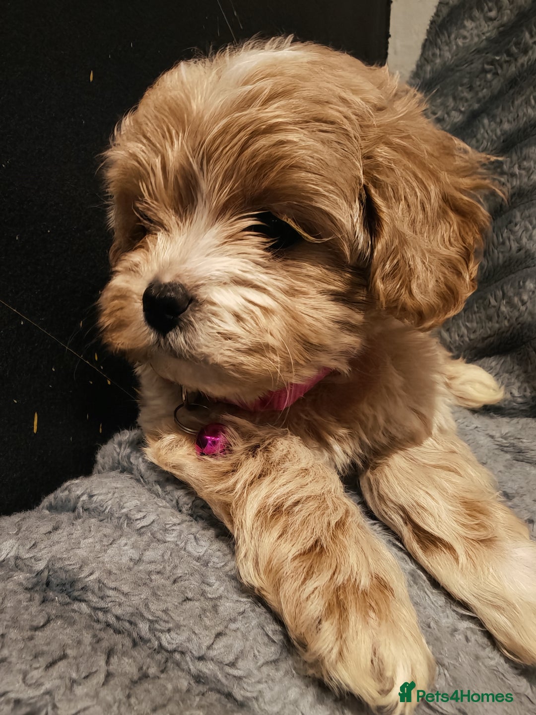 Maltipoo dogs for sale: Miniature Maltipoo Ready to Go - Image 5