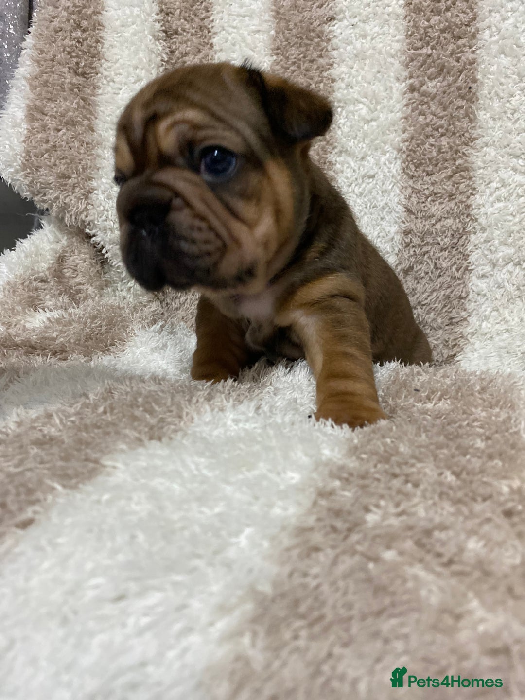 French Bulldog dogs for sale: BEAUTIFUL CHUNKY FRENCHIE PUPS - Advert 9