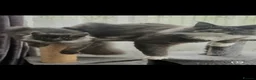 Maine Coon cats for stud: Maine Coon for stud  - Advert 3