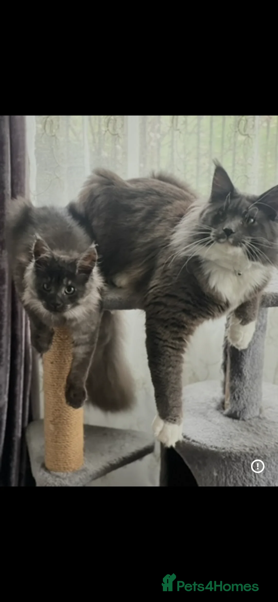 Maine Coon cats for stud: Maine Coon for stud  - Advert 3