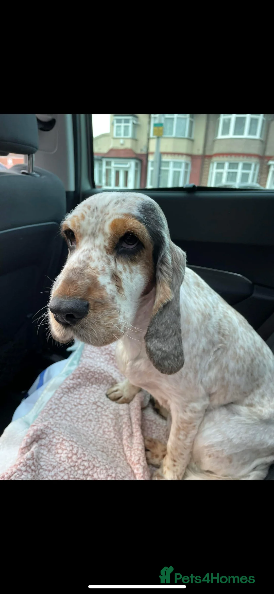 Cocker Spaniel dogs for sale: Cocker spaniel orange roan - Advert 4