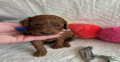 Mini Goldendoodle dogs - Advert 15