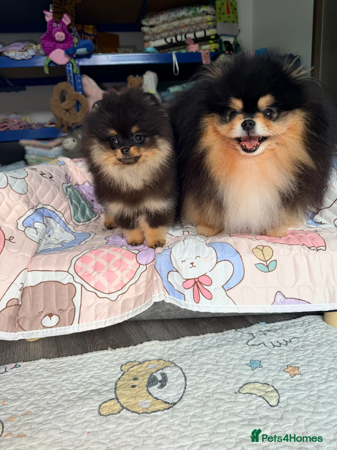 Pomeranian dogs for stud: BLACK & TAN STUD - Advert 1