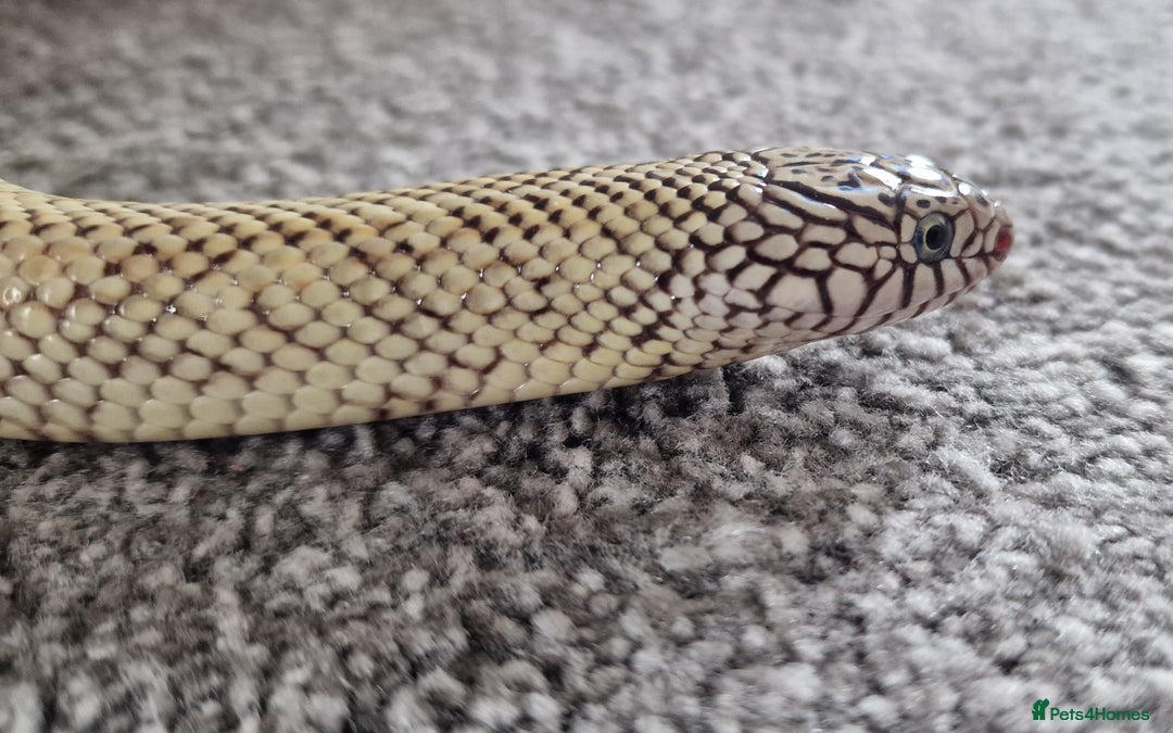 King Snake reptiles for sale: Hypo Florida Kingsnake, Male Adult - Image 1