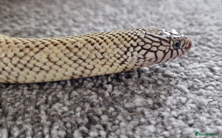 King Snake reptiles - Advert 1