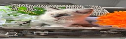 Ragdoll cats for sale: 4 beautiful blue point ragdoll kittens - Advert 11