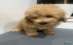 Coton De Tulear dogs for sale: Cotonoodle - Image 23
