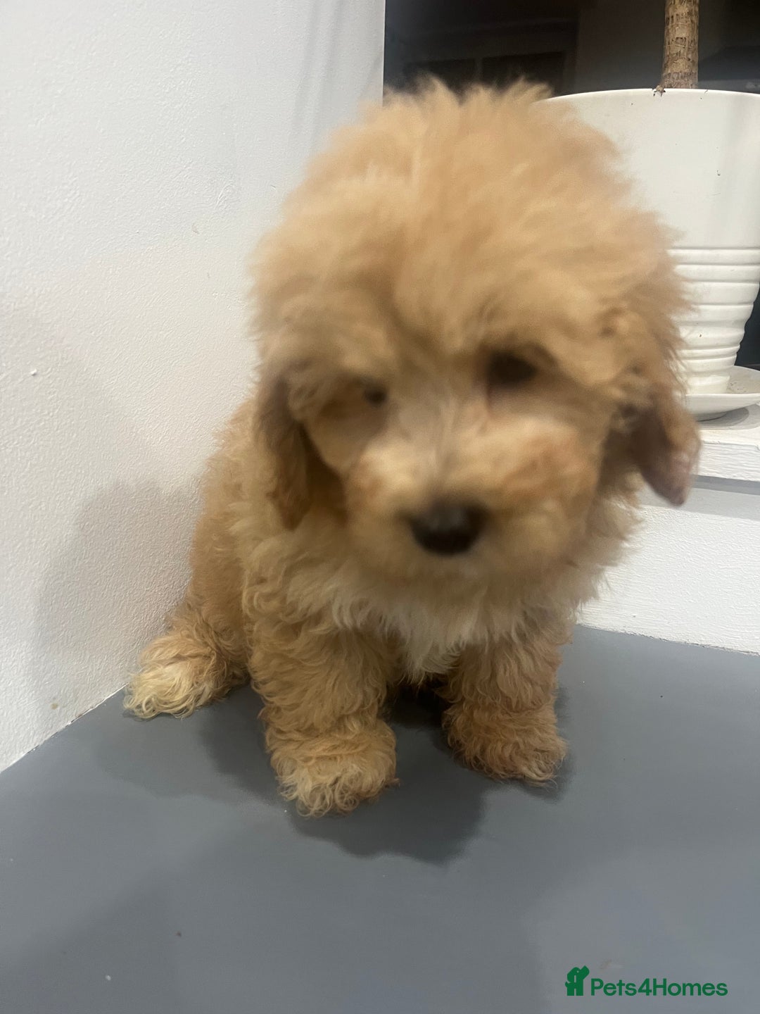Coton De Tulear dogs for sale: Cotonoodle - Image 23
