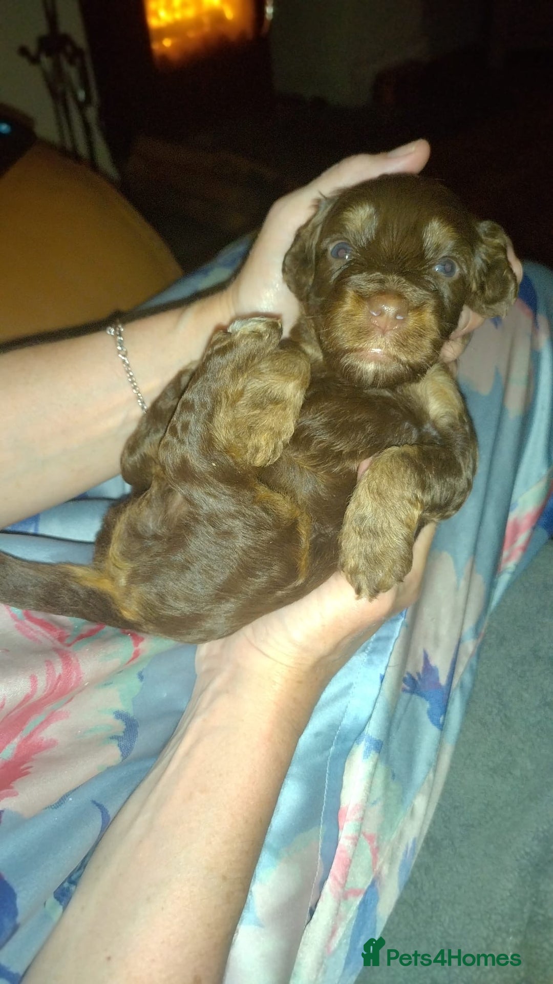 Cockapoo dogs for sale: F2 Cockapoo pups  - Image 11