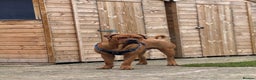 Mixed Breed dogs for sale: Rottie Bordeaux puppies - Advert 3