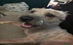 Mixed Breed dogs for sale: Rehoming due to unexpected illness - Image 1