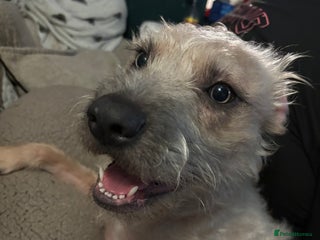 Mixed Breed dogs - Advert 1