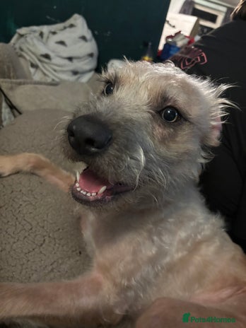 Mixed Breed dogs - Advert 10