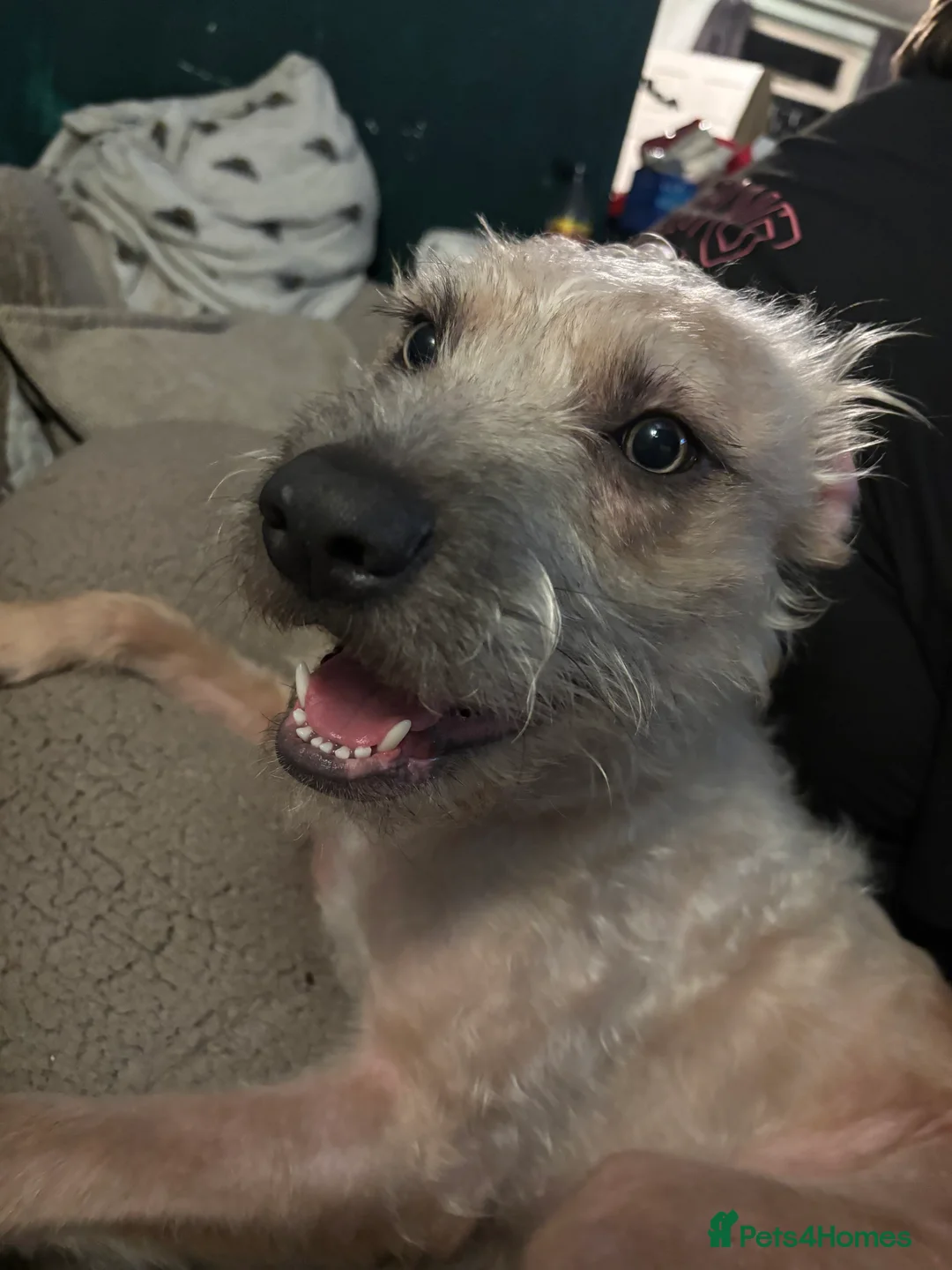 Mixed Breed dogs for sale: Rehoming due to unexpected illness - Advert 1