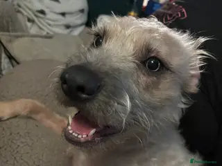 Mixed Breed dogs Rehoming due to unexpected illness - Advert 11